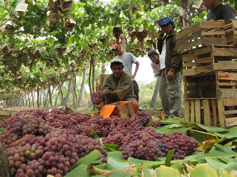 Bendera ini kemudian menjadi lambang kedaulatan negara kesatuan republik. Perú podrá exportar uvas incluso hasta mayo de cada año ...