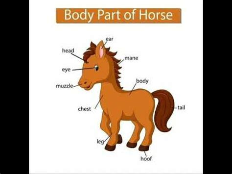 body parts  animalsprimary level teachingevs youtube