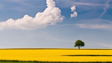 Lonely Tree In Yellow Field Phone Wallpapers