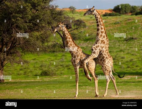 Giraffe Mating Stock Photo Alamy
