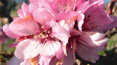 The Best Fruit Trees For Spring Blossom Nz