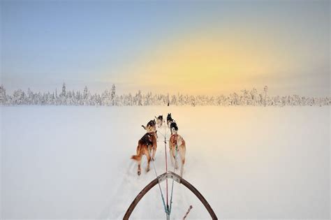 Dog Sledding In Lapland Sweden Classe Tourist Dog Sledding