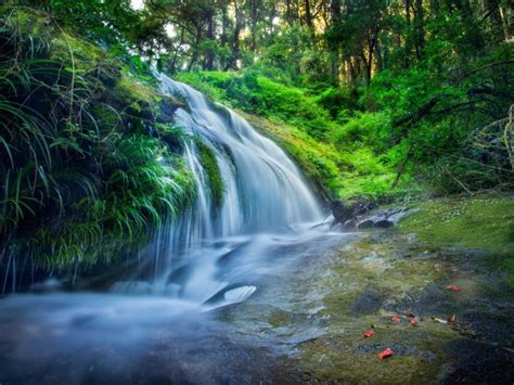 Forest Falls Download Hd Wallpapers And Free Images