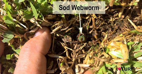 Lawn Mothssod Webworms