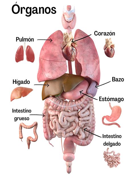 Órganos Del Cuerpo Humano Etsy México
