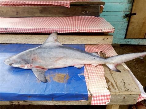 Pigeye Shark Carcharhinus Amboinensis · Inaturalist