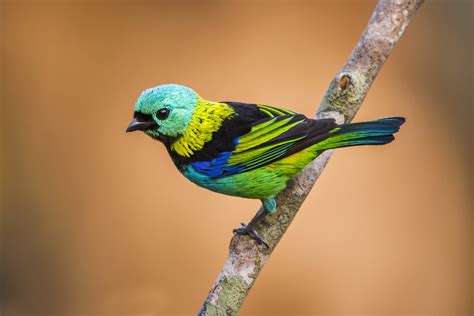 Aves Brasileiras Conheça Espécies Belas E Exuberantes Guia Animal