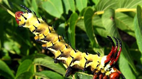 Weird And Beautiful Caterpillars Around The World Hd 2014 Hd Youtube