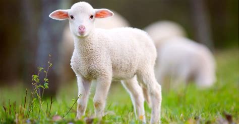 Whats A Baby Sheep Called 5 More Amazing Facts A Z Animals