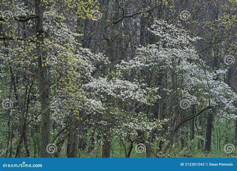 Spring Forest With Dogwoods In Bloom Stock Photo Image Of Flowers