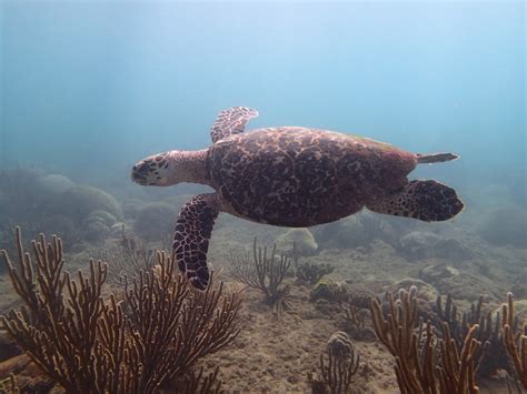 Hawksbill Sea Turtle Project Noah
