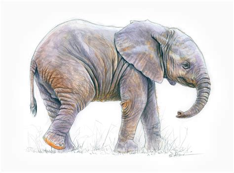 Elephant Kid 2 Watercolor Drawing By Stephan Alsac French Wildlife