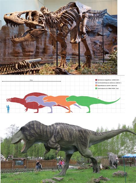 Deinosuchus Vs Megalodon