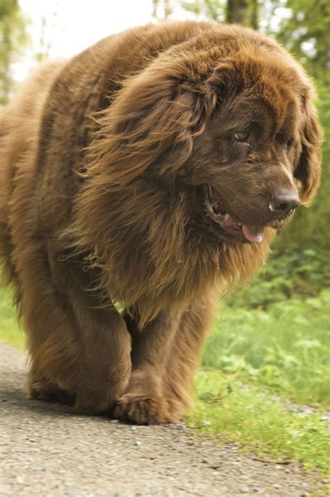 We prefer that new users post original content and not common pictures from the internet. Brown Newfoundland Dog