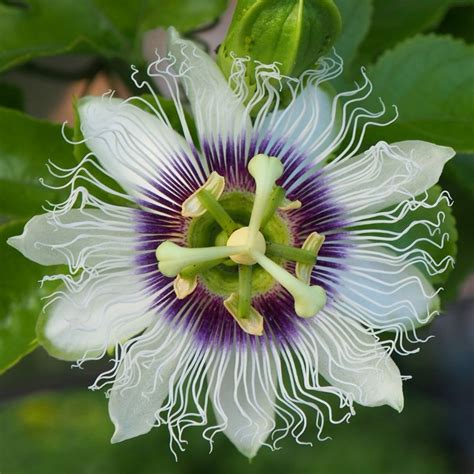 Passiflora Edulis Plant