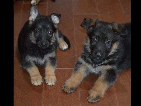 Appleridge German Shepherds German Shepherd Dog Puppies For Sale