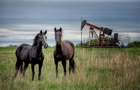 the oklahoma pair photograph by jolynn reed pixels