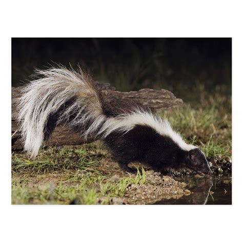 Skunks As Pets In Texas Bravos Account Pictures Library
