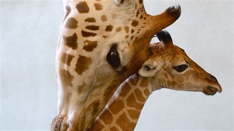 Qlds First Baby Giraffe Takes First Steps Sbs News