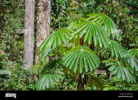 Exotic Plant With Lush Green Foliage Growing In Rain Forest Of Nigeria