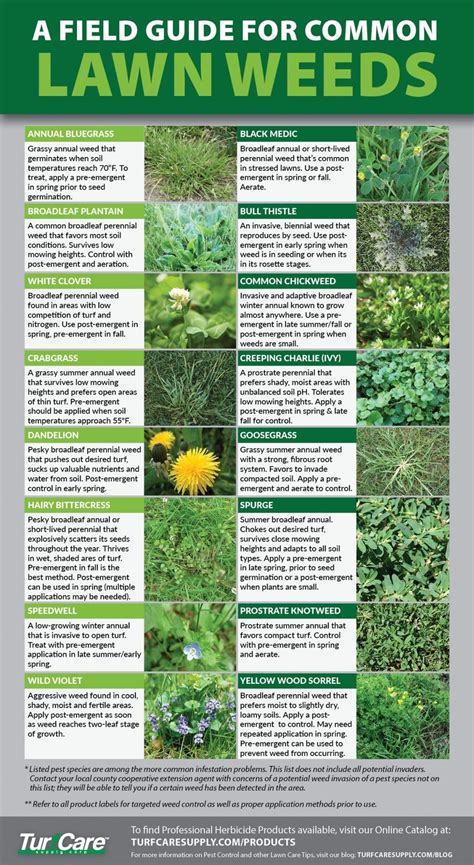 Common Weeds In Malaysia - 6 Reasons You Can't Kill Weeds in your Lawn ...