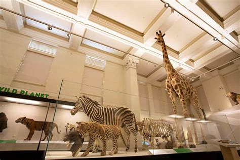 The Australian Museum Reopens A Rich Life