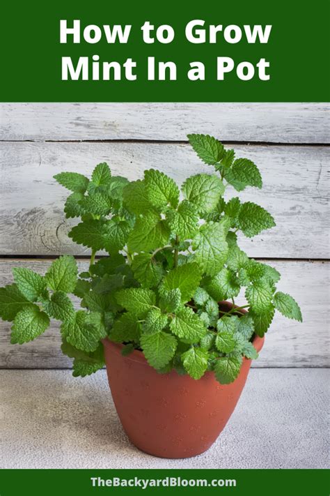 How To Grow Mint In A Pot