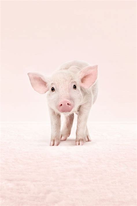 49 Baby Pig Desktop Wallpaper Wallpapersafari