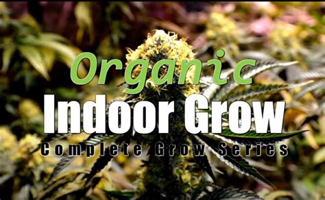 Organic Cannabis Grow Complete Video Tutorial For Beginners And Pros