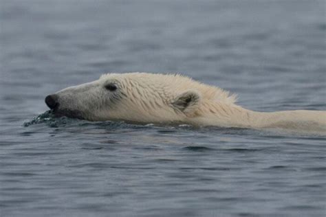 Polar Bears At Their Arctic Kingdom Guide To Greenland
