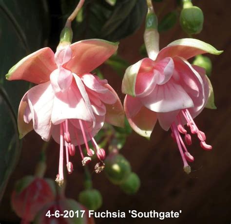 Bellenplant Fuchsia Southgate