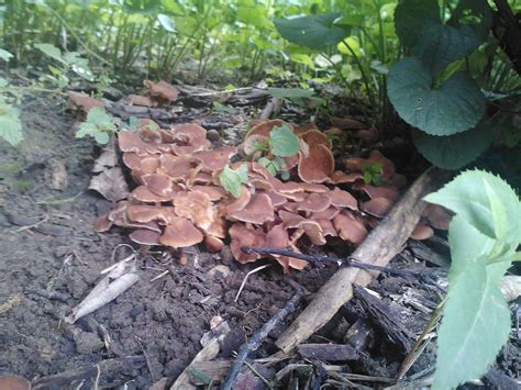 Michigan Id Thread Mushroom Hunting And Identification