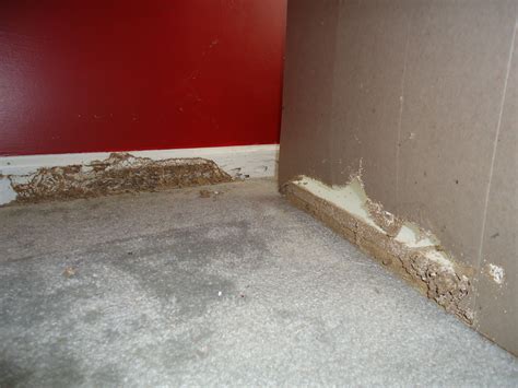 Once carpenter ants establish a nest, you may see stage two. Termite damage to baseboard and dresser | Termites | Pinterest