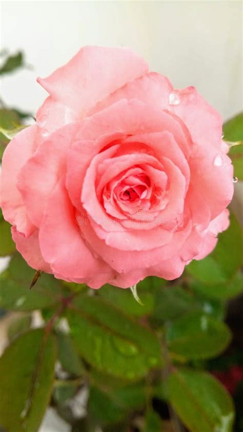 Beautiful Pink Rose Blossoming In Garden Stock Photo Image Of Petal