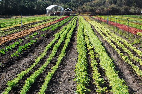 Organic Farming Apprenticeships In Florida Beginning Farmers