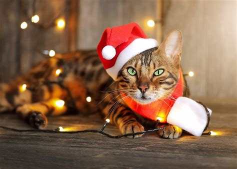 Download Santa Hat Animal Cat Hd Wallpaper