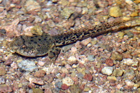 Leopard Frog Tadpoles Home Design Ideas