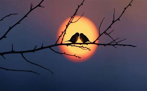 Share Your Best Photos Of Loving Bird Couples Bored Panda