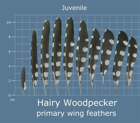 Bird Feather Identification Chart