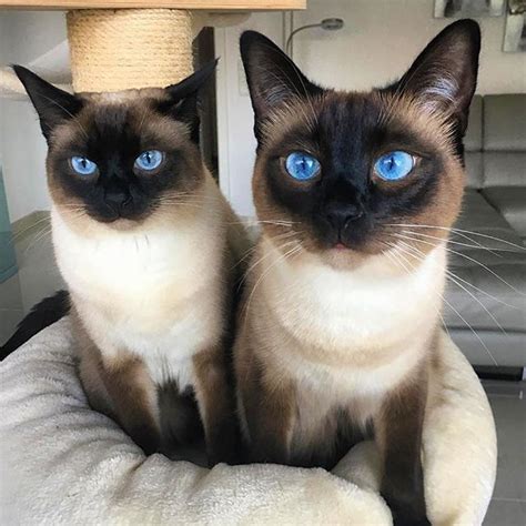Siamese Twins Featuring⭐leoundfilou⭐ Siamese Kittens Cute