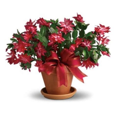 Check spelling or type a new query. Merry Christmas Cactus Akron Flowershop - Kern's Florist ...