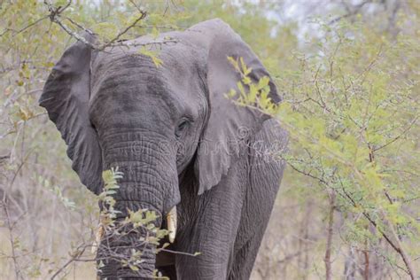 African Elephants are a Genus Comprising Two Living Elephant Species
