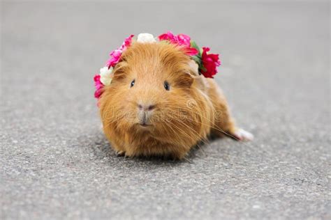 Red Guinea Pig In A Flower Crown Stock Photo Image Of Beauty Rodent
