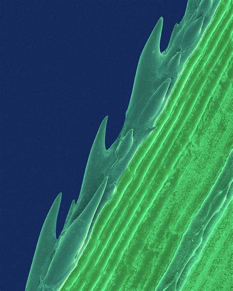 Edge Of A Grass Blade Photograph By Dennis Kunkel Microscopy Science