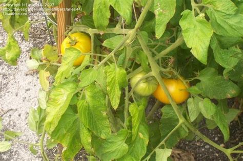 Indeterminate tomatoes will grow and produce fruit until killed by frost. PlantFiles Pictures: Tomato 'Yellow Brandywine (Platfoot ...