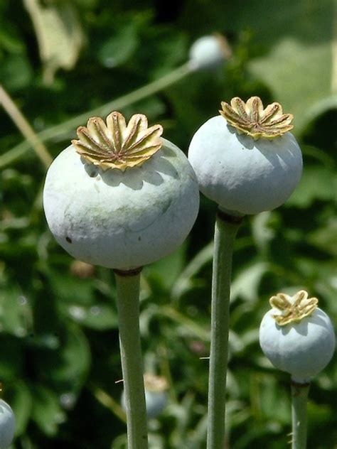 Papaver Somniferum Opium Poppy Go Botany