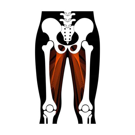 20 Groin Muscle Silhouettes Stock Illustrations Royalty Free Vector