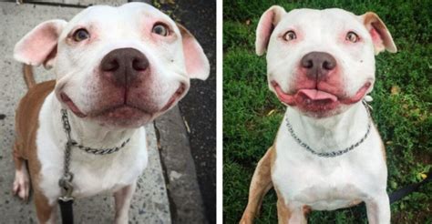 Stray Pit Bull Cant Stop Smiling After Being Rescued From The Street