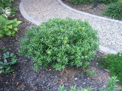 38 Best Images About Dwarf Evergreens Zone 5 On Pinterest