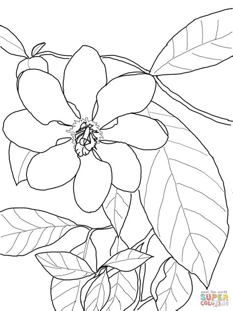 All the best gardenia flower drawing 38+ collected on this page. Gardenia Carinata | Super Coloring | Flower drawing ...